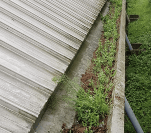 Happy customers in Chertsey who trust The Roof Moss Cleaners for gutter cleaning services